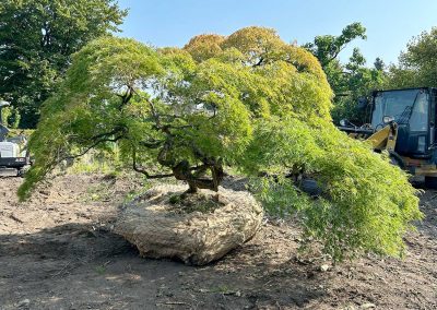 Großbaumverpflanzung – Japanischer Schlitzahorn