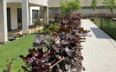 Vom Plan zur grünen Oase – Gartenkonzepte & Rasenanlagen