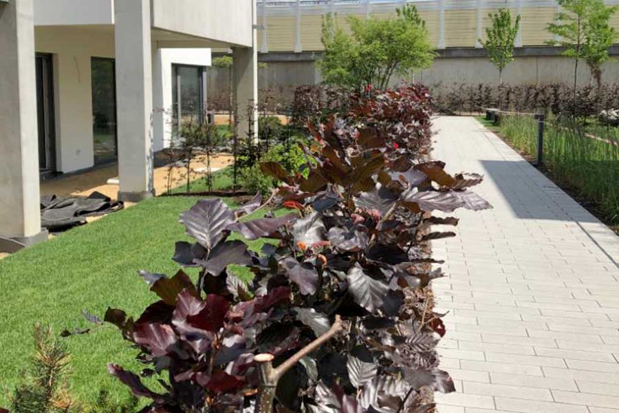 Galabau Fasselt Objektbegrünung