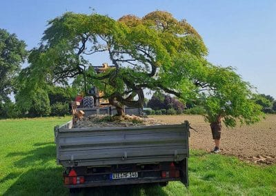 Großbaumverpflanzung, Japanischer Schlitzahorn auf dem LKW
