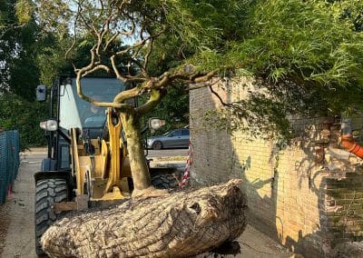Großbaumverpflanzung, vorsichtig einen Japanischer Schlitzahorn herausfahren