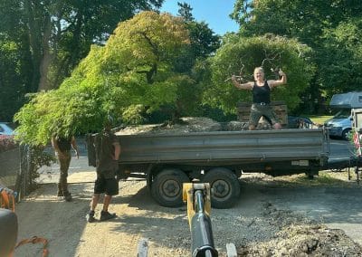 Großbaumverpflanzung, Japanischer Schlitzahorn gut auf LKW platziert