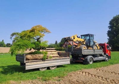 Großbaumverpflanzung, Abtransport Japanischer Schlitzahorn