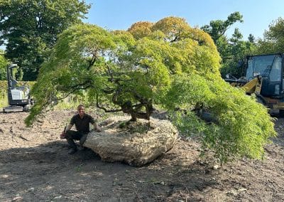 Großbaumverpflanzung, Japanischer Schlitzahorn, Solitärbaum