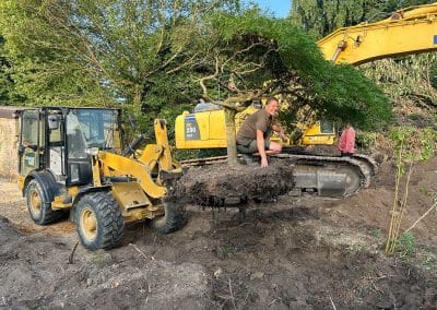 Großbaumverpflanzung, Japanischer Schlitzahorn mannshoch