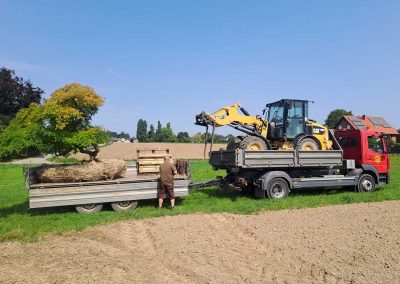 Großbaumverpflanzung, Japanischer Schlitzahorn auf LKW