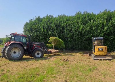 Großbaumverpflanzung, Japanischer Schlitzahorn